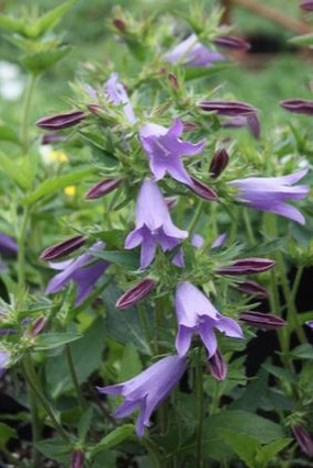 Campanula 'Viking' #1 decorative flowerpot  