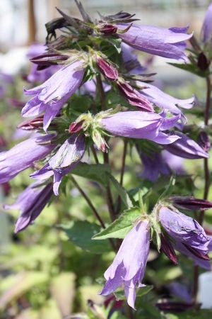 Campanula 'Viking' #1