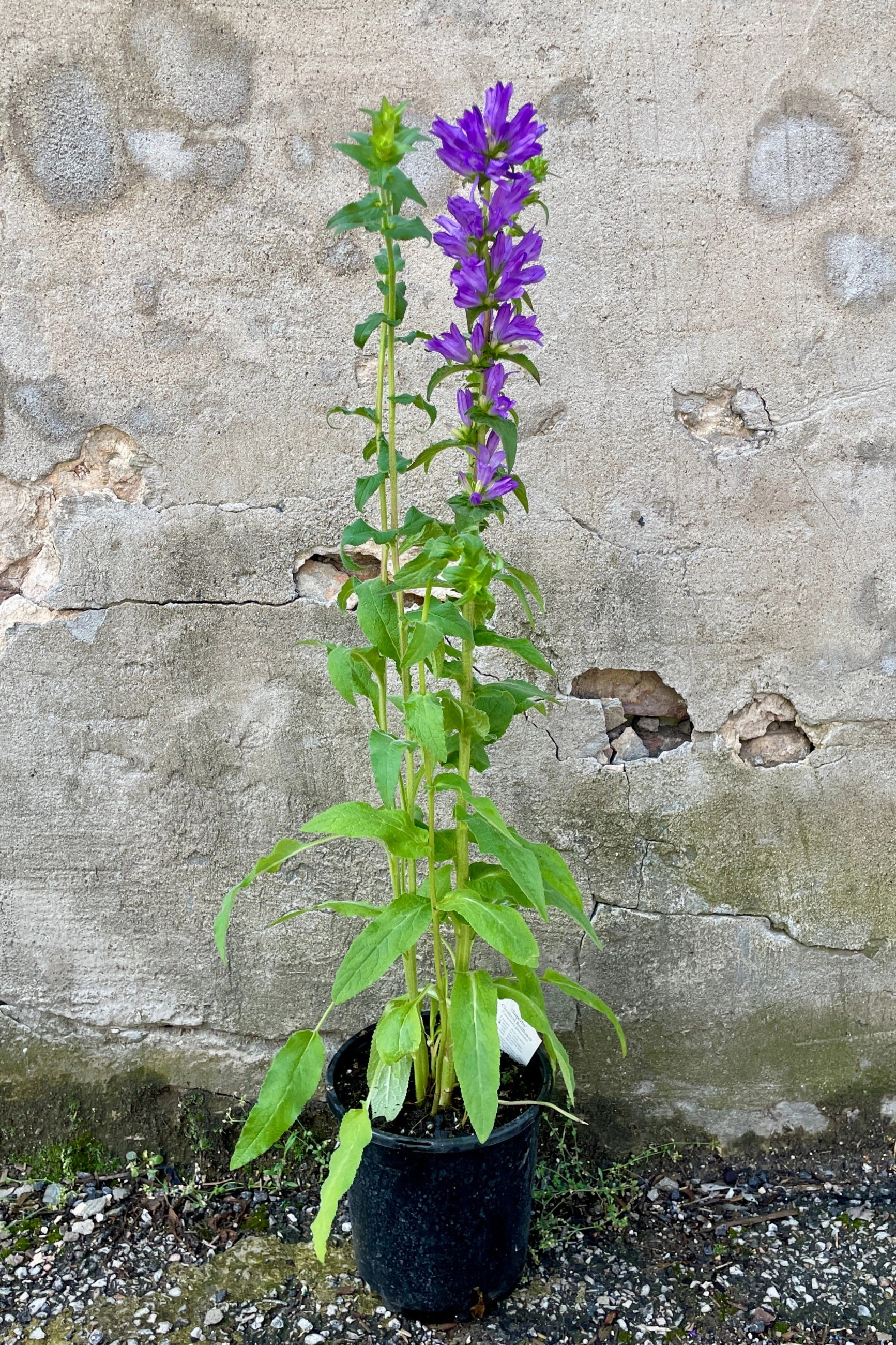 Campanula g. 'Superba' #1
