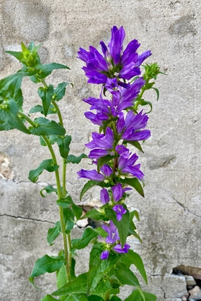 Campanula g. 'Superba' #1 decorative flowerpot  