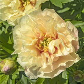 Canary Brilliants Itoh Peony | Paeonia traditional flower vase  