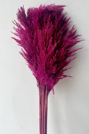 Cane Aroundo Fuchsia Color Preserved Bunch indoor houseplants  