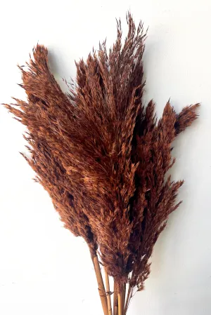 Cane Aroundo Mocha Color Preserved Bunch indoor houseplants  