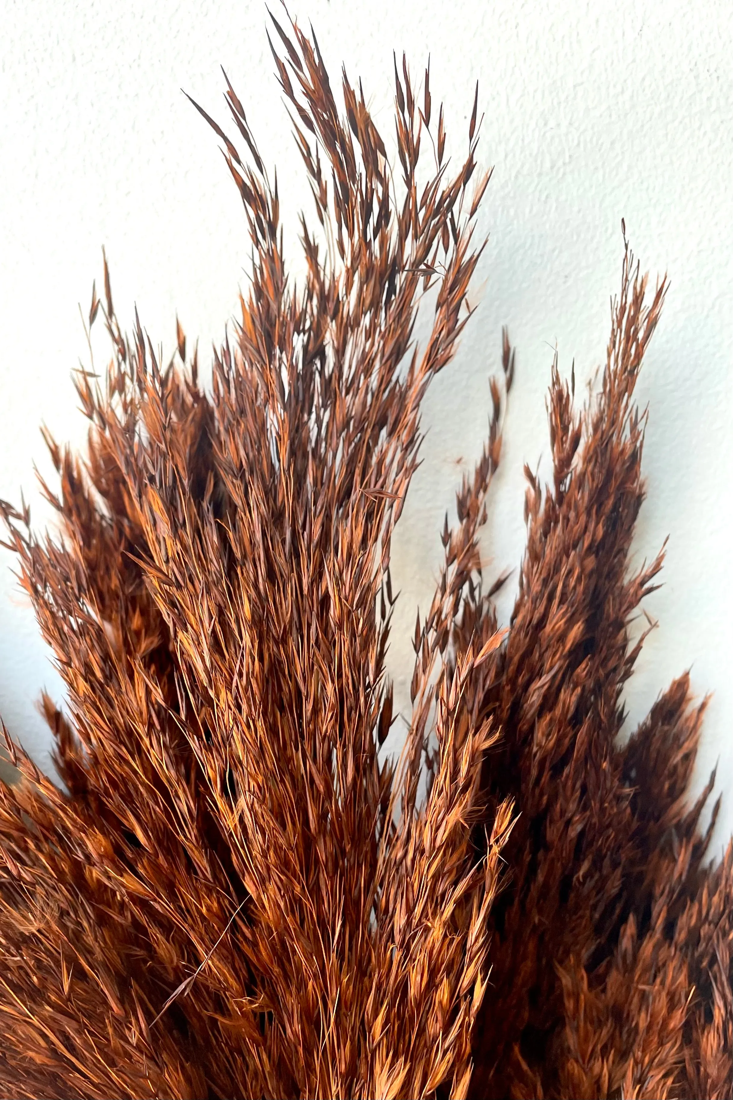 Cane Aroundo Mocha Color Preserved Bunch