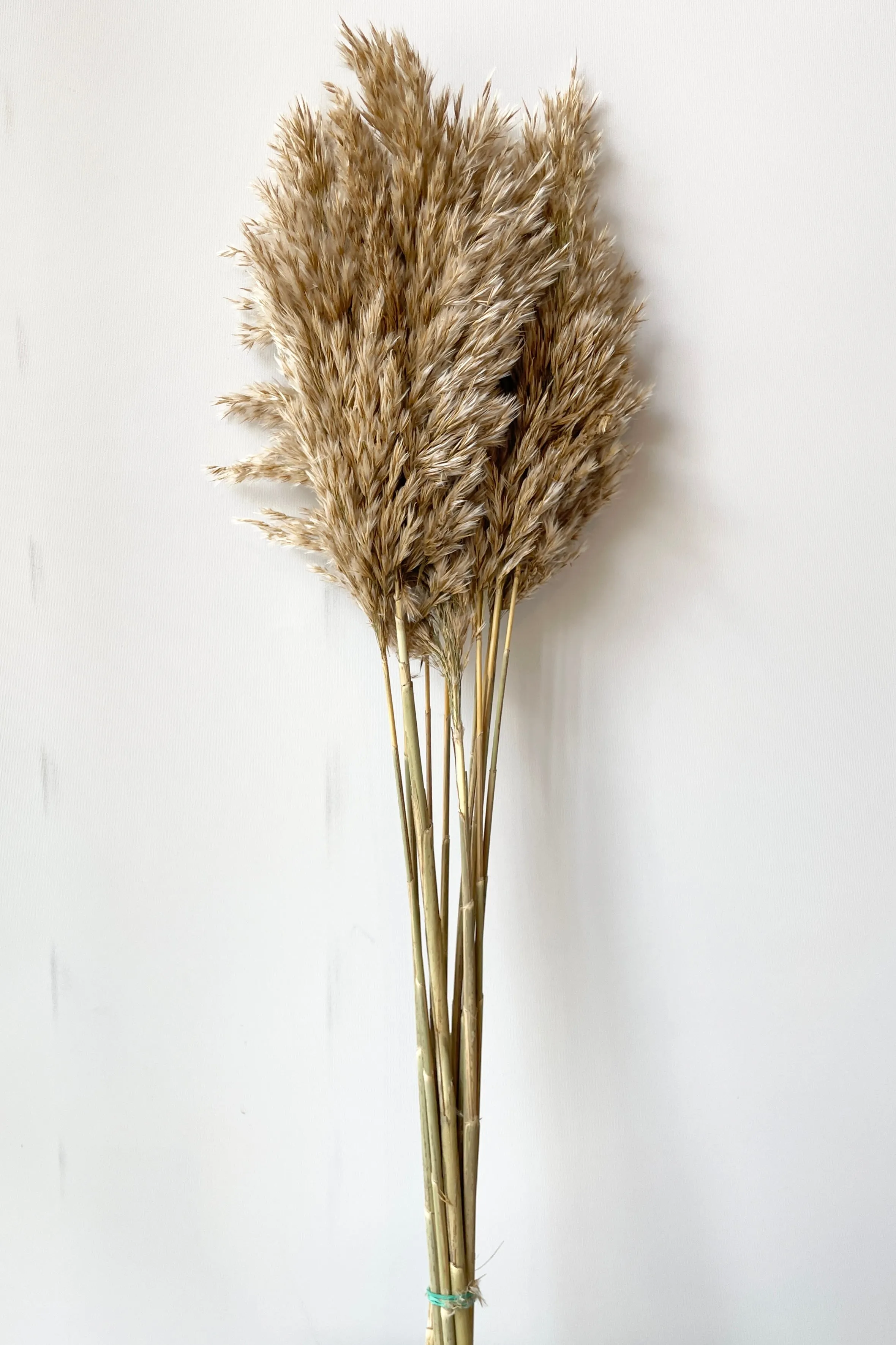 Cane Aroundo Natural Preserved Bunch