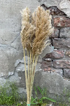Cane Aroundo Natural Preserved Bunch indoor houseplants  