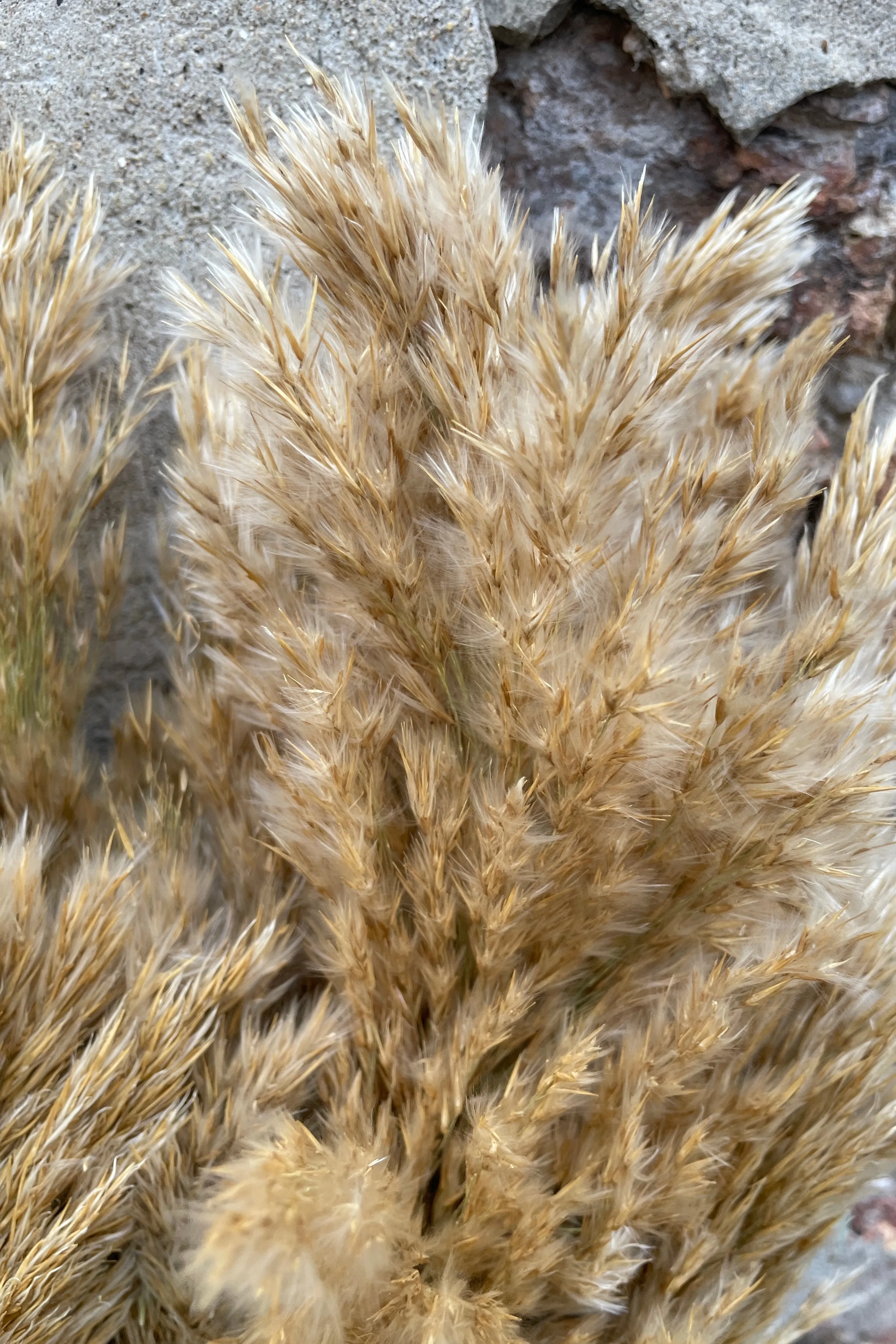 Cane Aroundo Natural Preserved Bunch