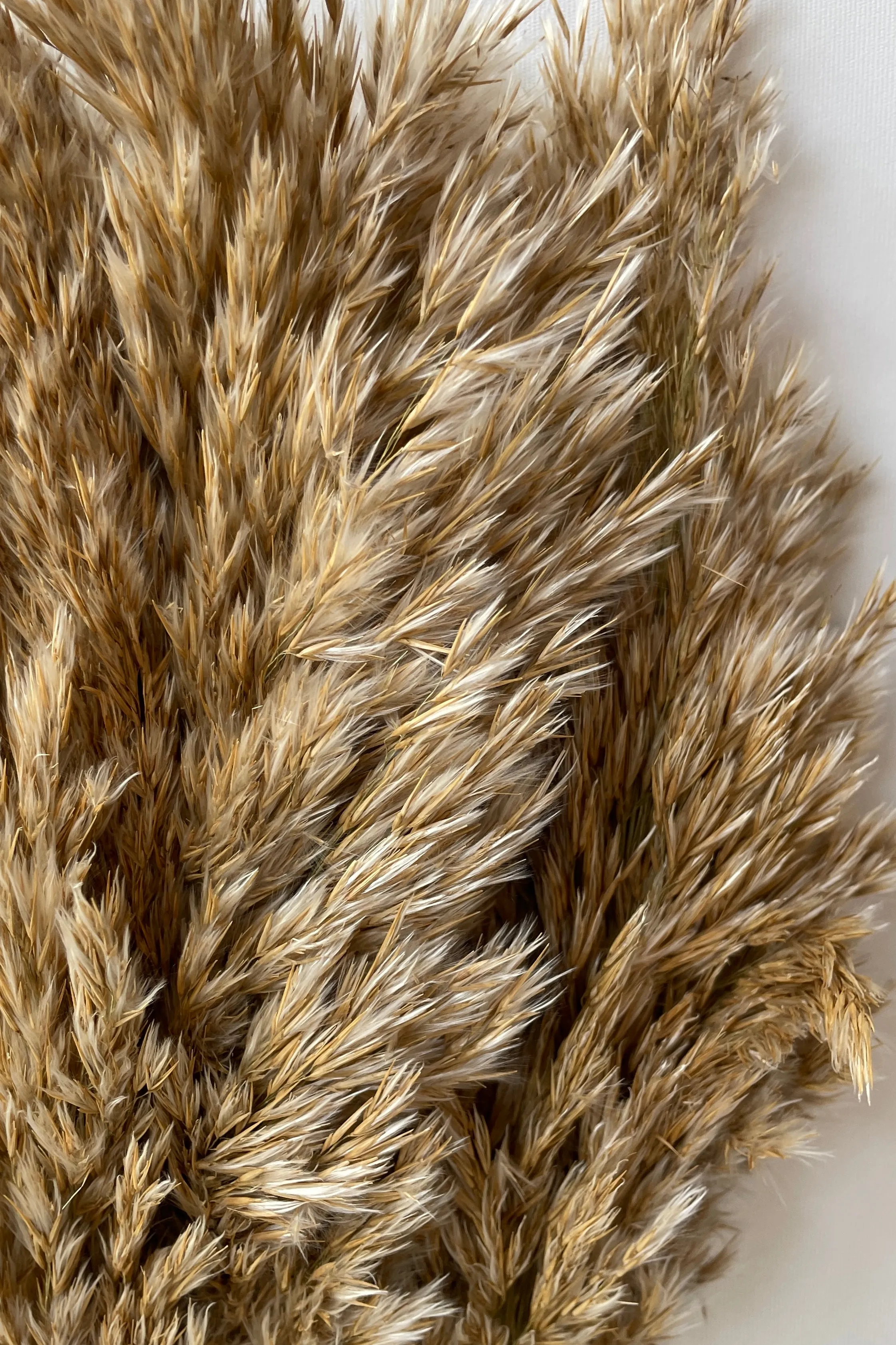 Cane Aroundo Natural Preserved Bunch