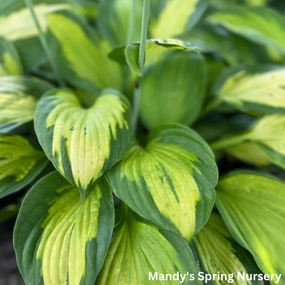 Captain Kirk Hosta | Hosta 'Captain Kirk' single layer plant shelf  