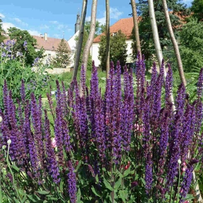 Caradonna Salvia | Salvia nemorosa traditional flower vase  