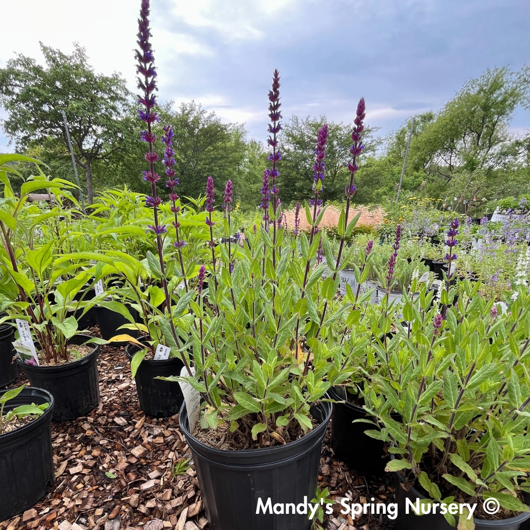 Caradonna Salvia | Salvia nemorosa