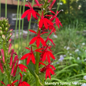 Cardinal Flower | Lobelia cardinalis traditional flower vase  