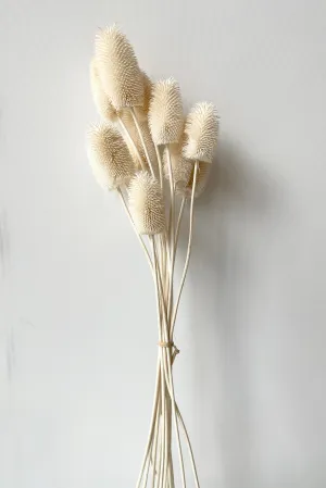 Cardo Mini Bleached Pastel Preserved Bunch indoor houseplants  