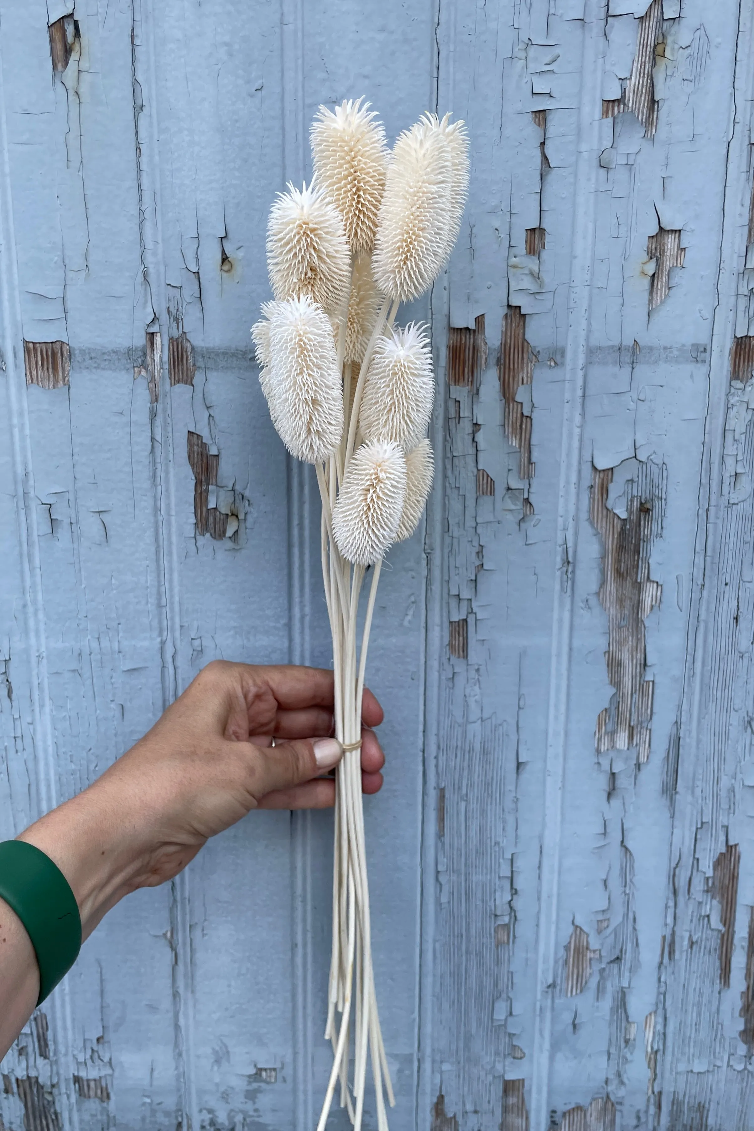Cardo Mini Bleached Pastel Preserved Bunch