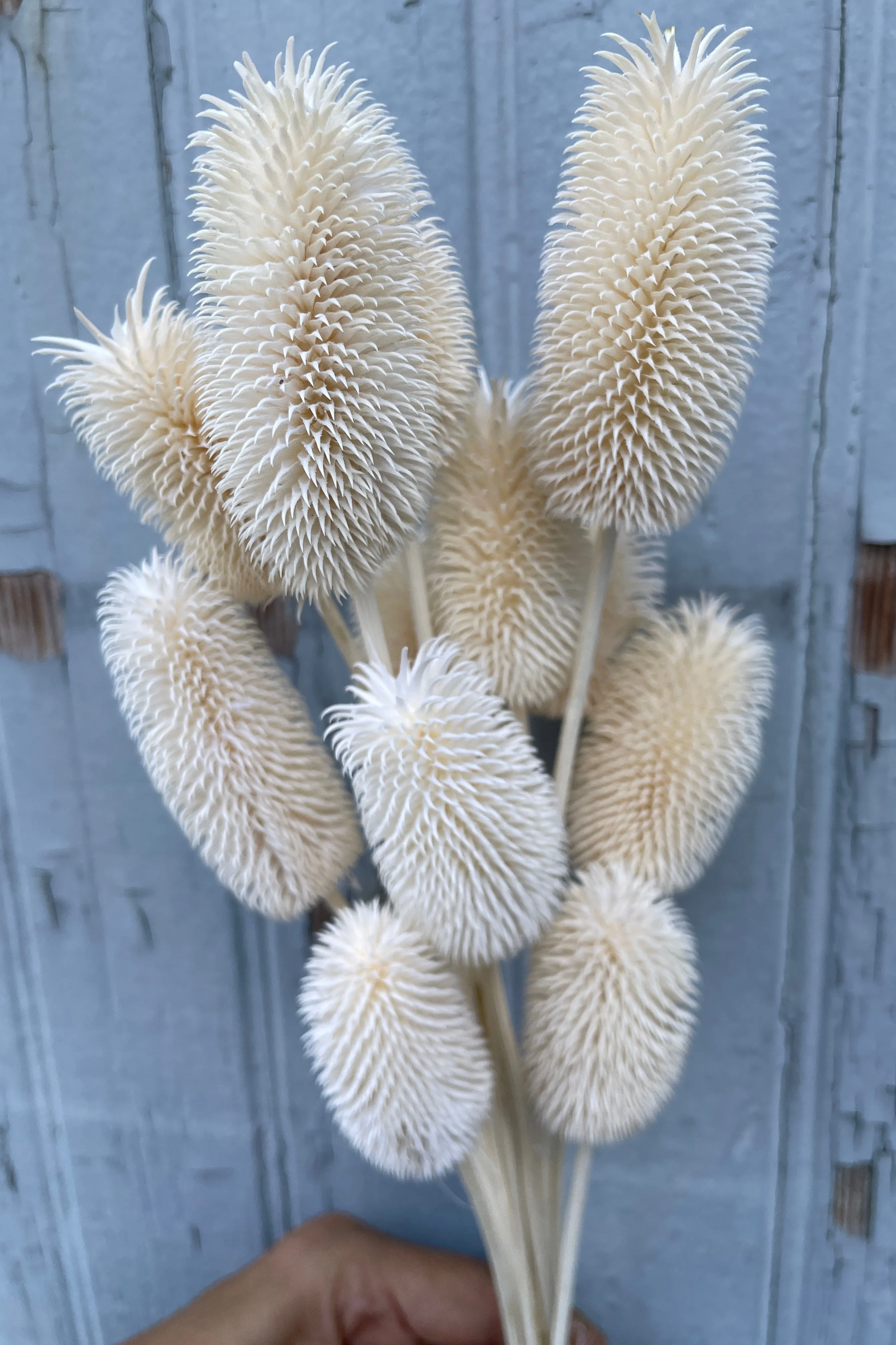 Cardo Mini Bleached Pastel Preserved Bunch