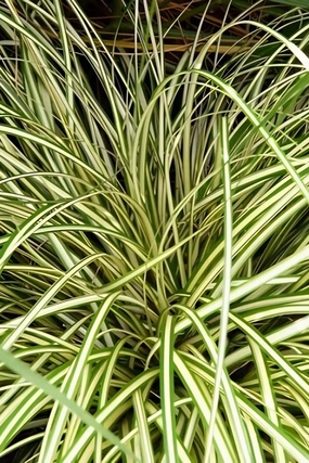 Carex 'O'Shea Evergold' 4.5" decorative flowerpot  