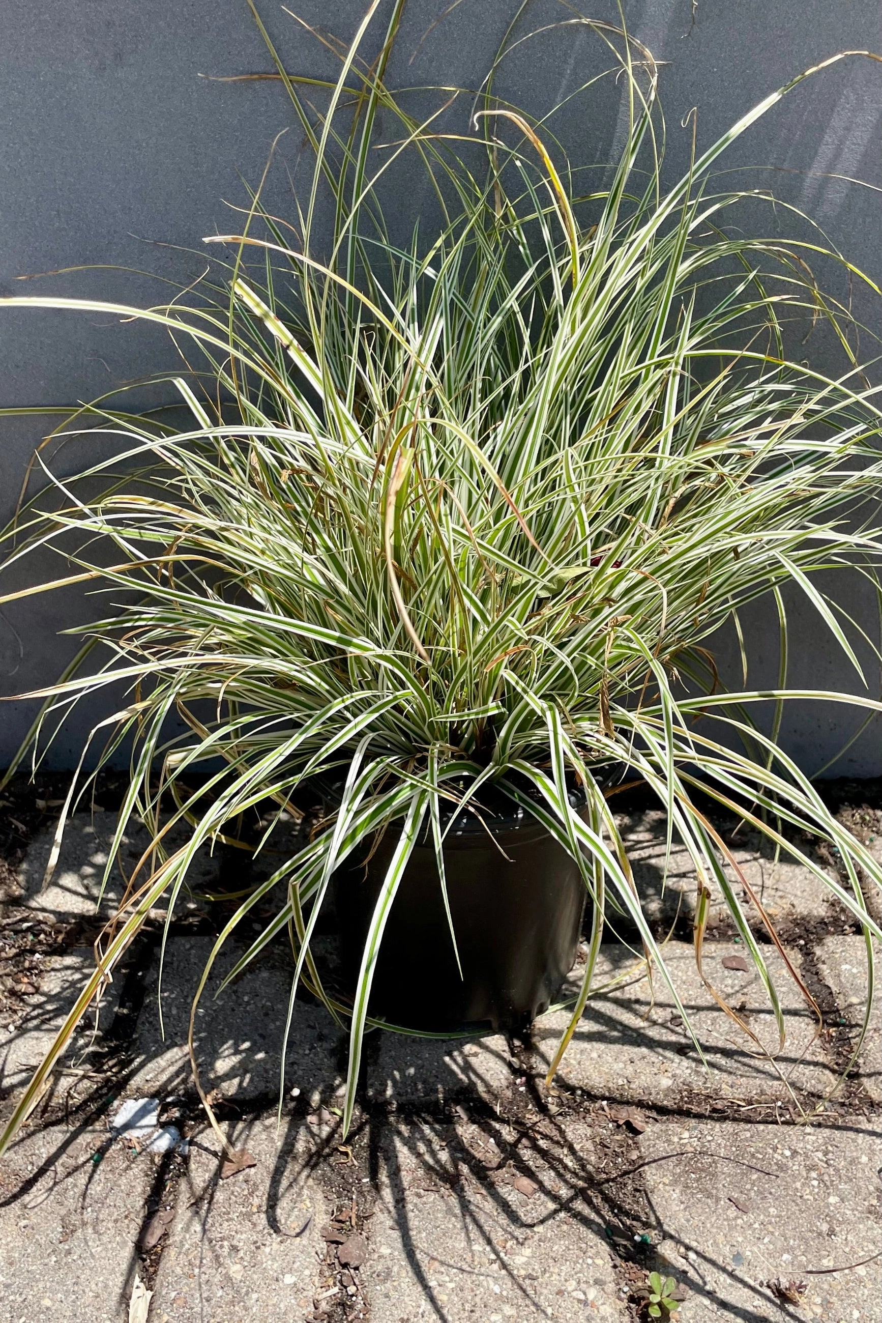 Carex o 'Everest' #1