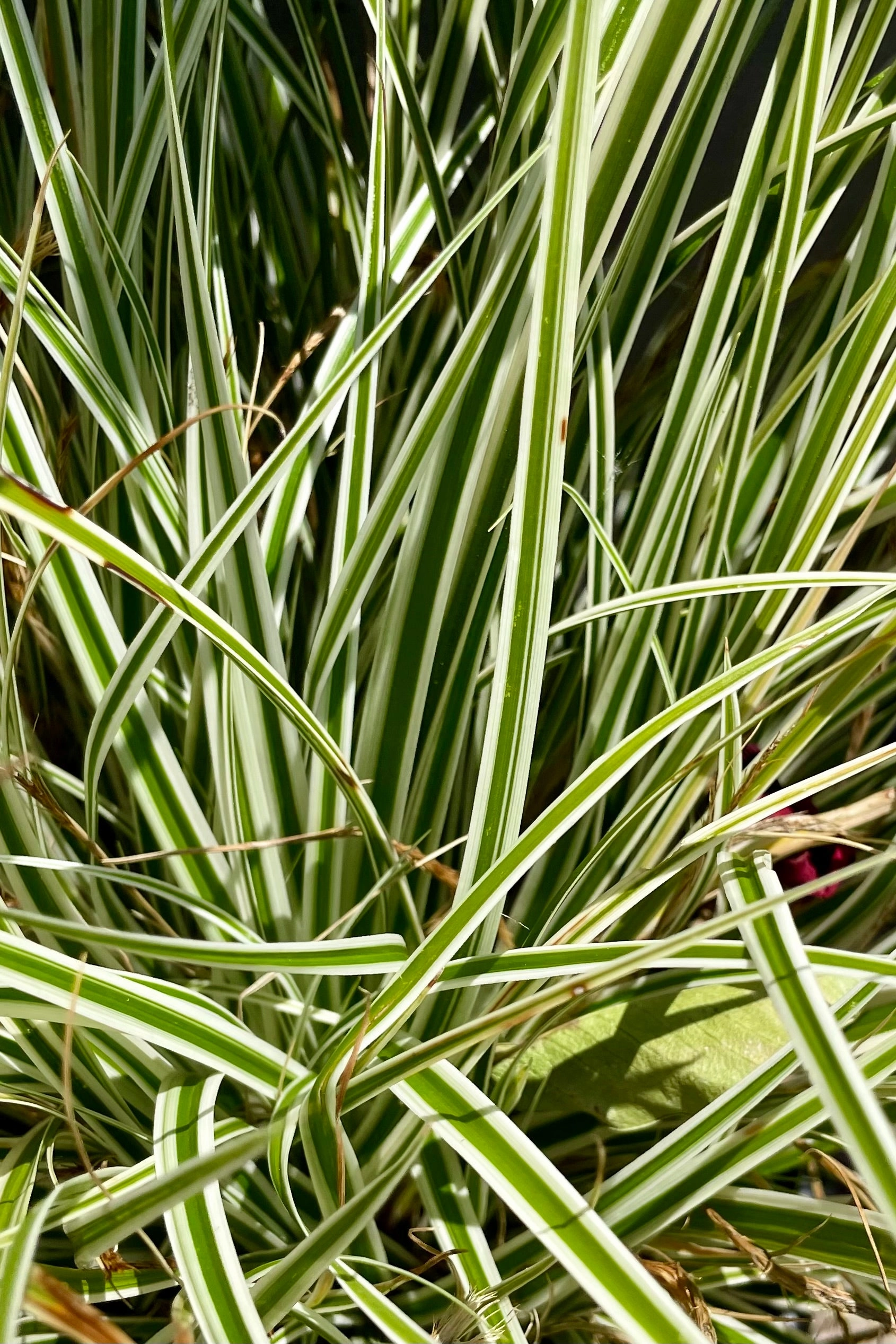 Carex o 'Everest' #1 decorative flowerpot  