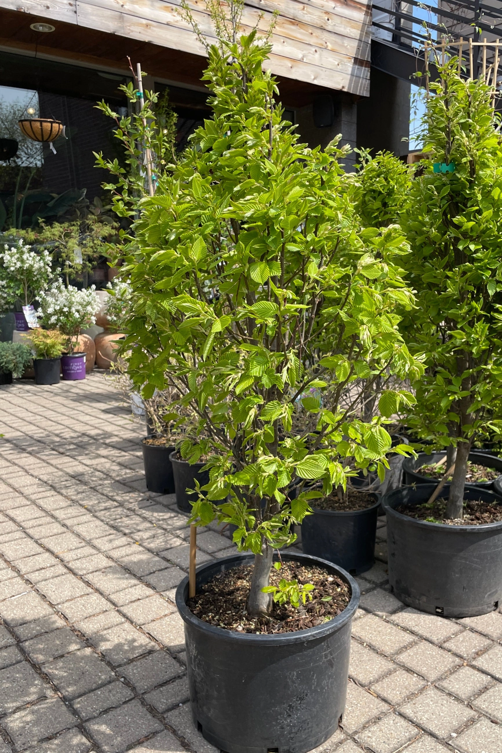 Carpinus betulus 'Columnaris Nana' #6
