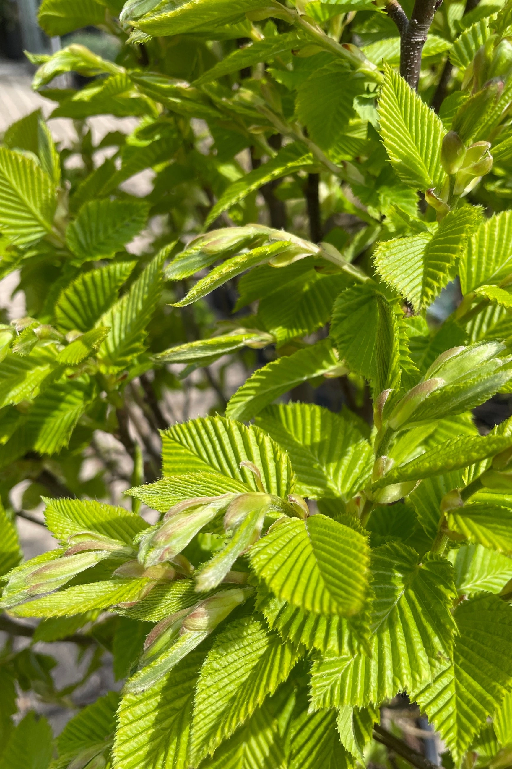 Carpinus betulus 'Columnaris Nana' #6 decorative flowerpot  