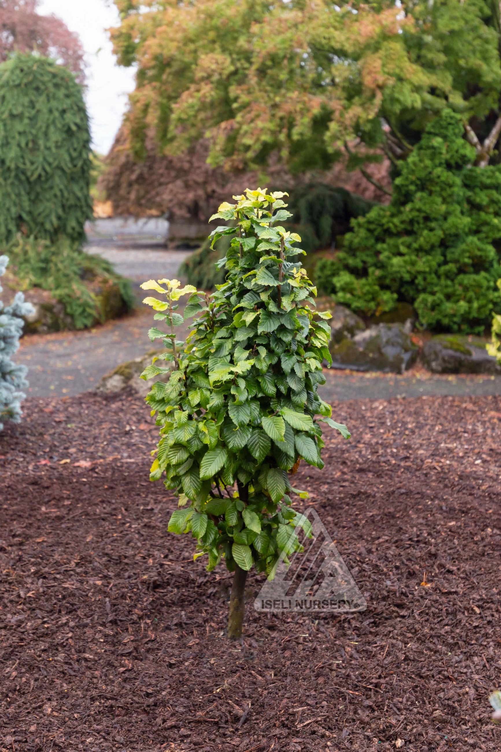 Carpinus betulus 'Columnaris Nana' #6