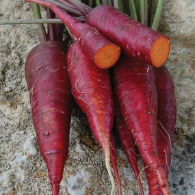 Carrot, Dragon Seeds small flower pot  