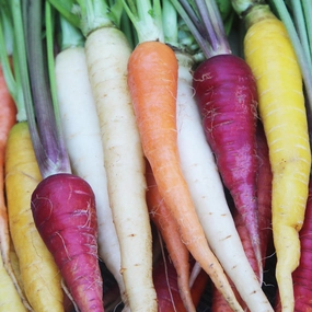 Carrot, Rainbow Mix Seeds floating plant shelf  