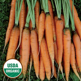 Carrot, Scarlet Nantes Organic Seeds small flower pot  