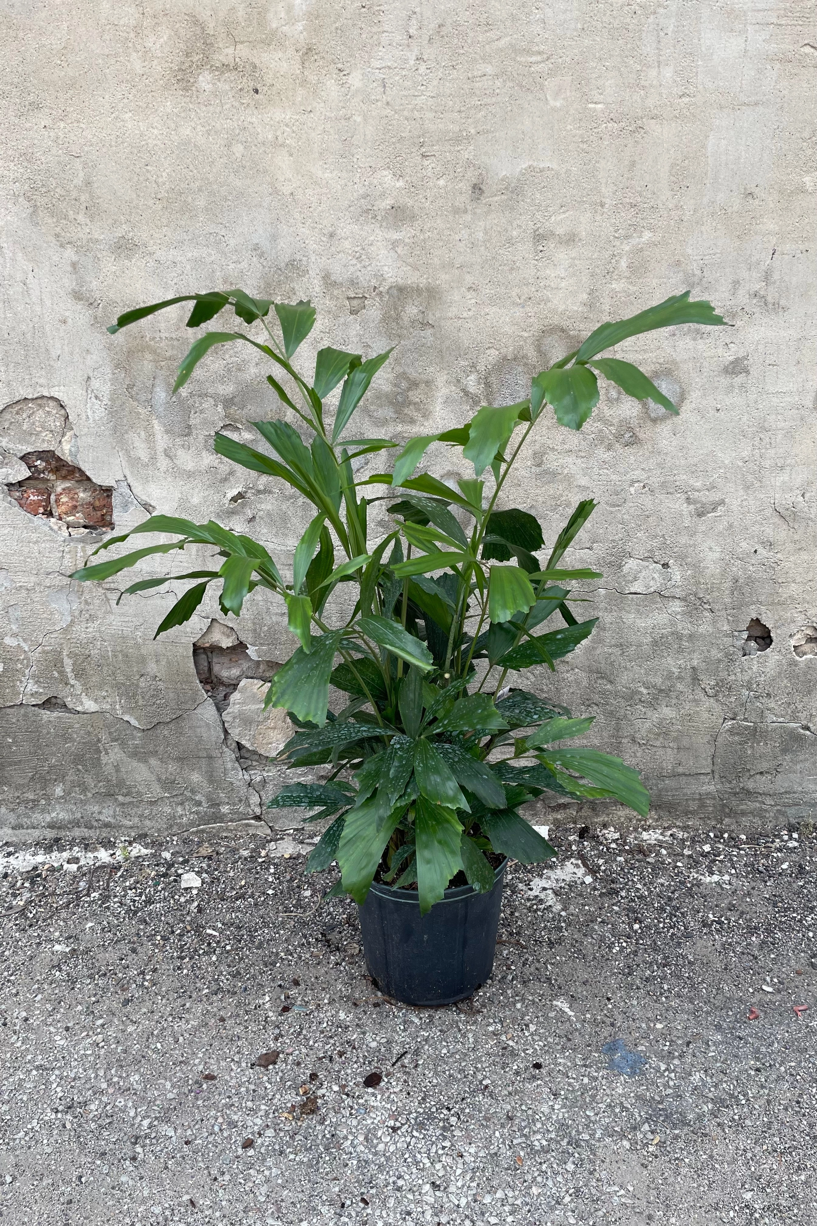 Caryota mitis "Fishtail Palm" 10"