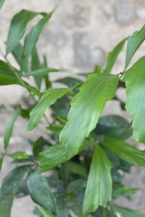 Caryota mitis "Fishtail Palm" 10" medium flower pot  