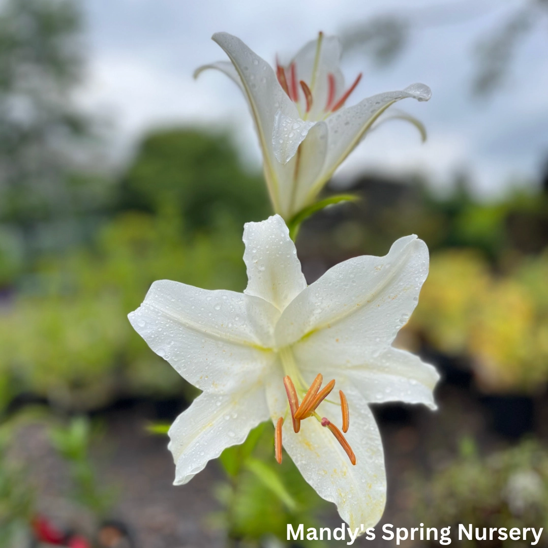 Casa Blanca Fragrant Lily | Lilium Oriental traditional flower vase  