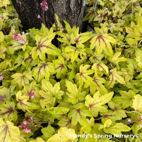 Catching Fire Foamy Bells | Heucherella single layer plant shelf  