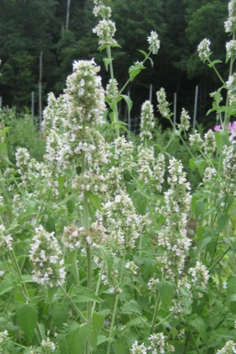 Catnip Art Pack Seeds