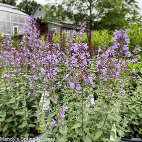 Cats Meow Catmint | Nepeta faassenii traditional flower vase  