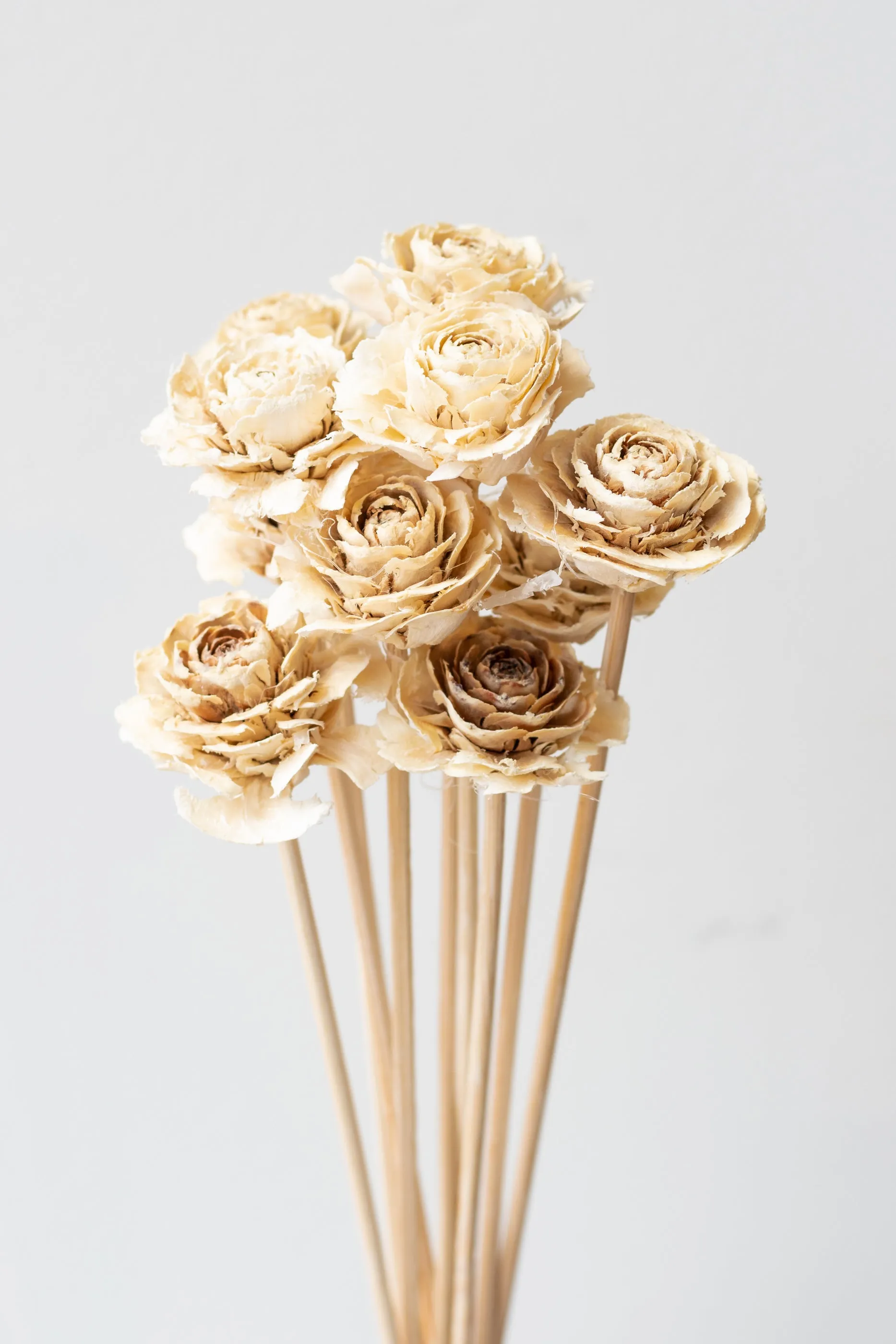 Cedar Rose Bleached Pastel Preserved Bunch indoor houseplants  