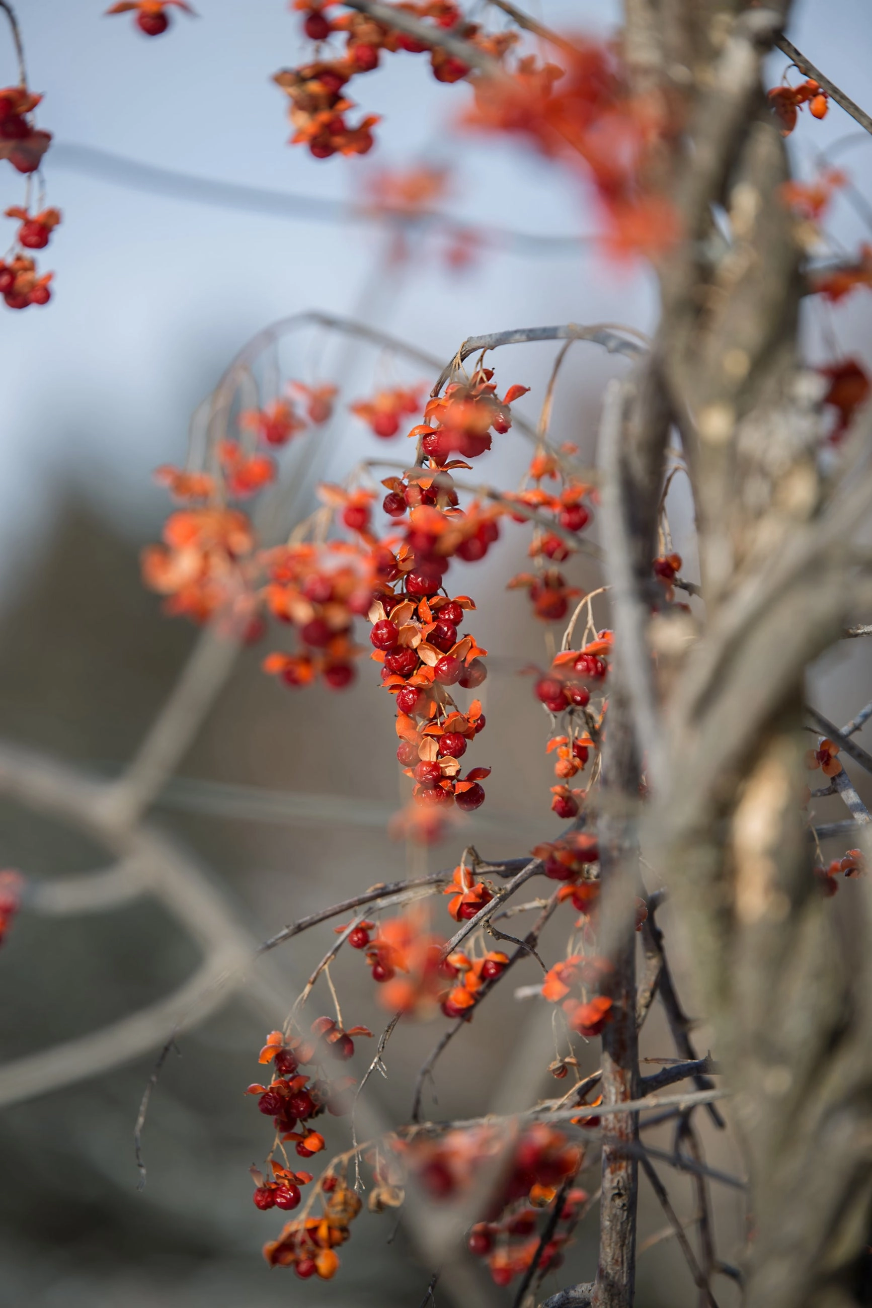 Celastrus s. 'Autumn Revolution' #2