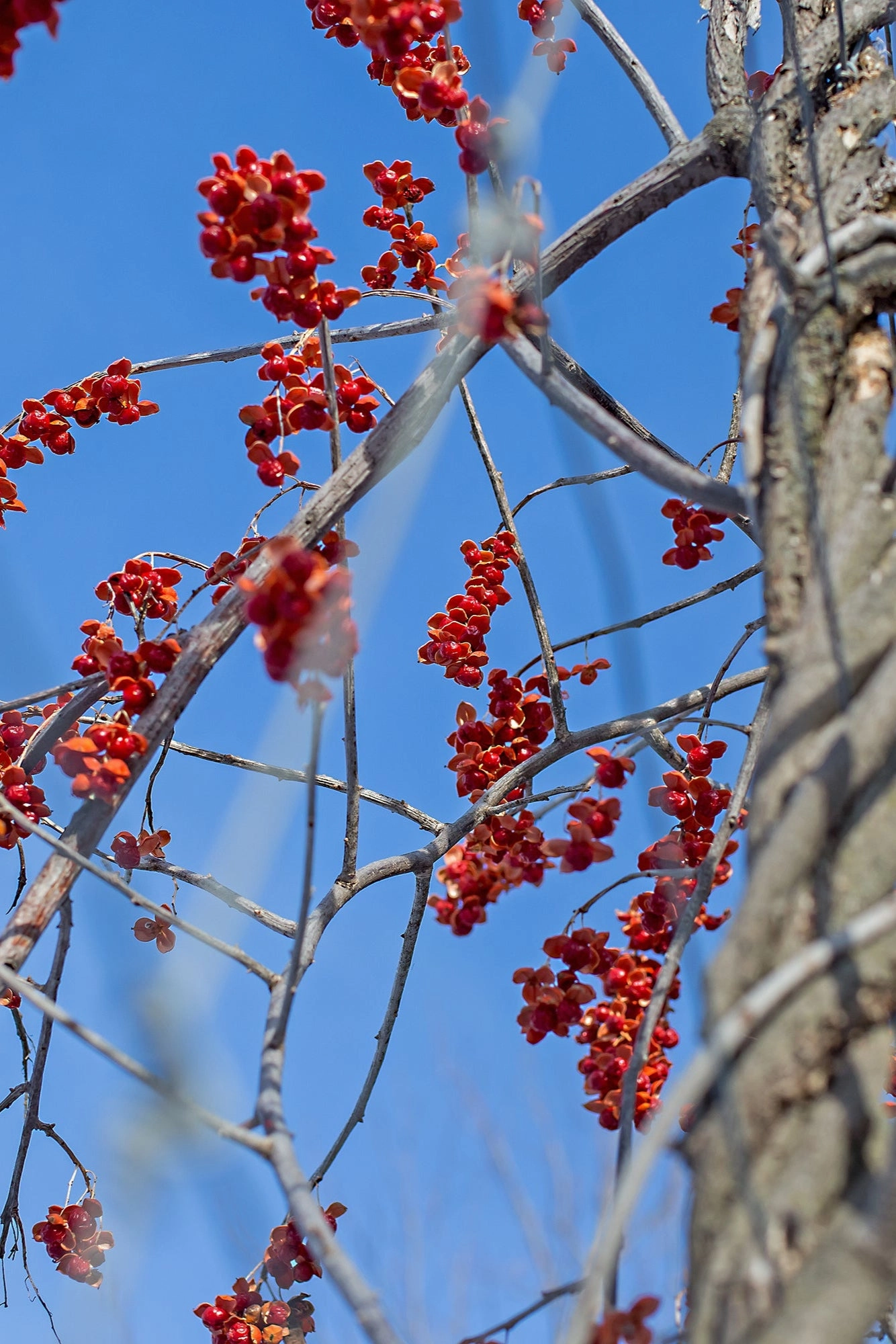 Celastrus s. 'Autumn Revolution' #2