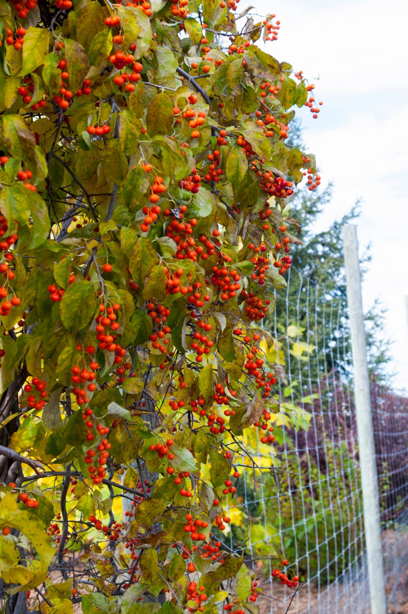 Celastrus s. 'Autumn Revolution' #2