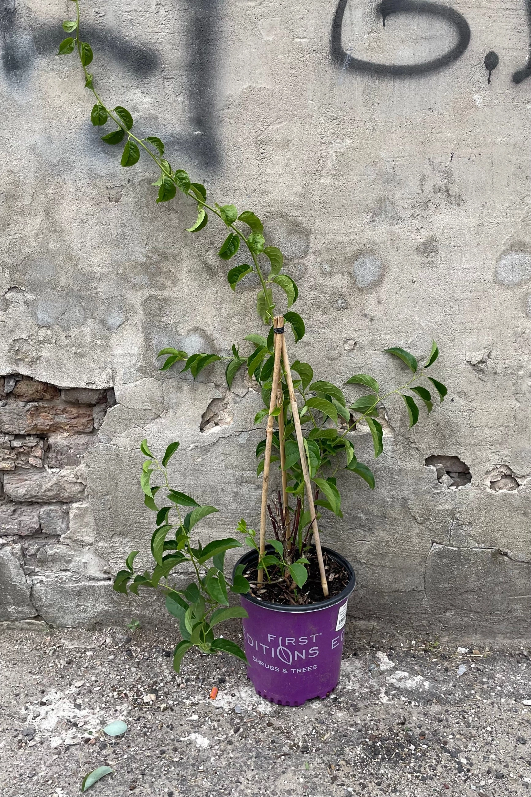 Celastrus s. 'Autumn Revolution' #2
