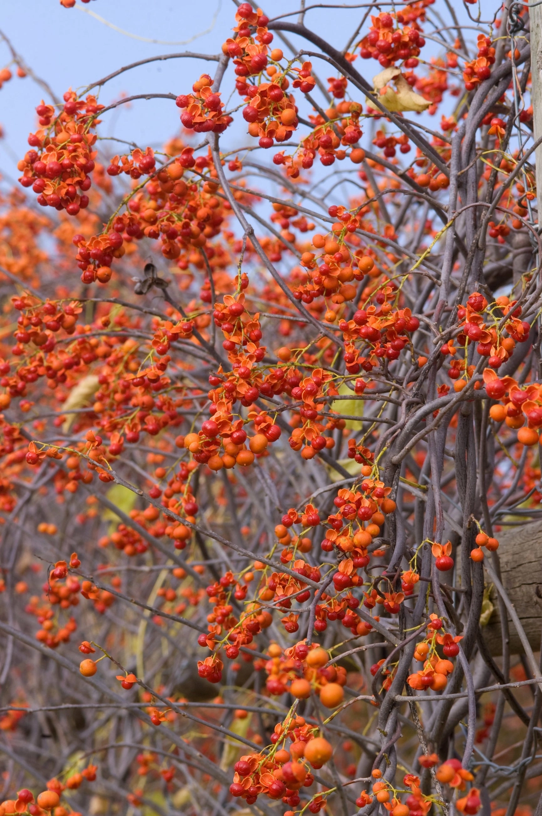 Celastrus s. 'Autumn Revolution' #2