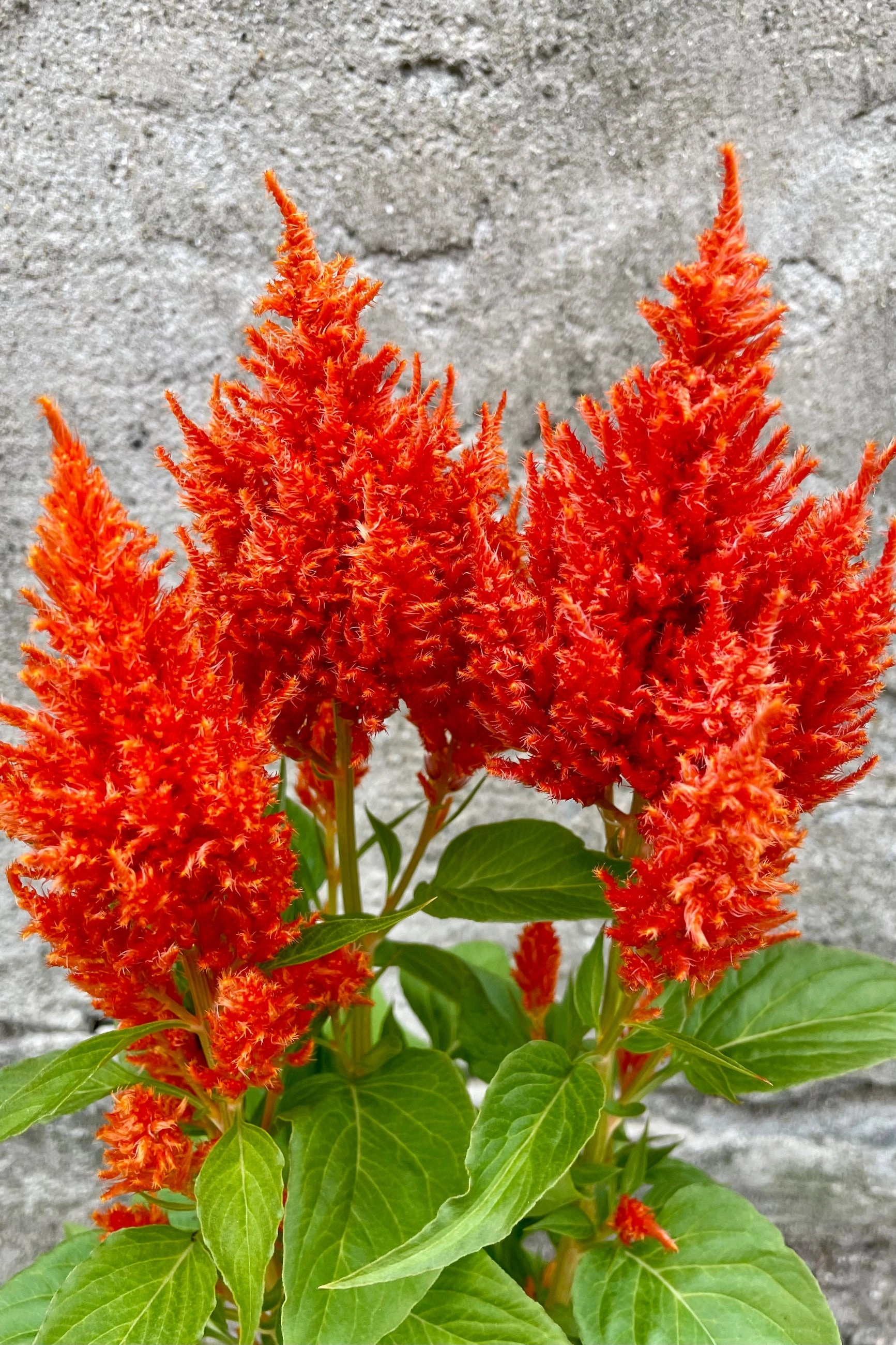 Celosia (Assorted) 4.5"