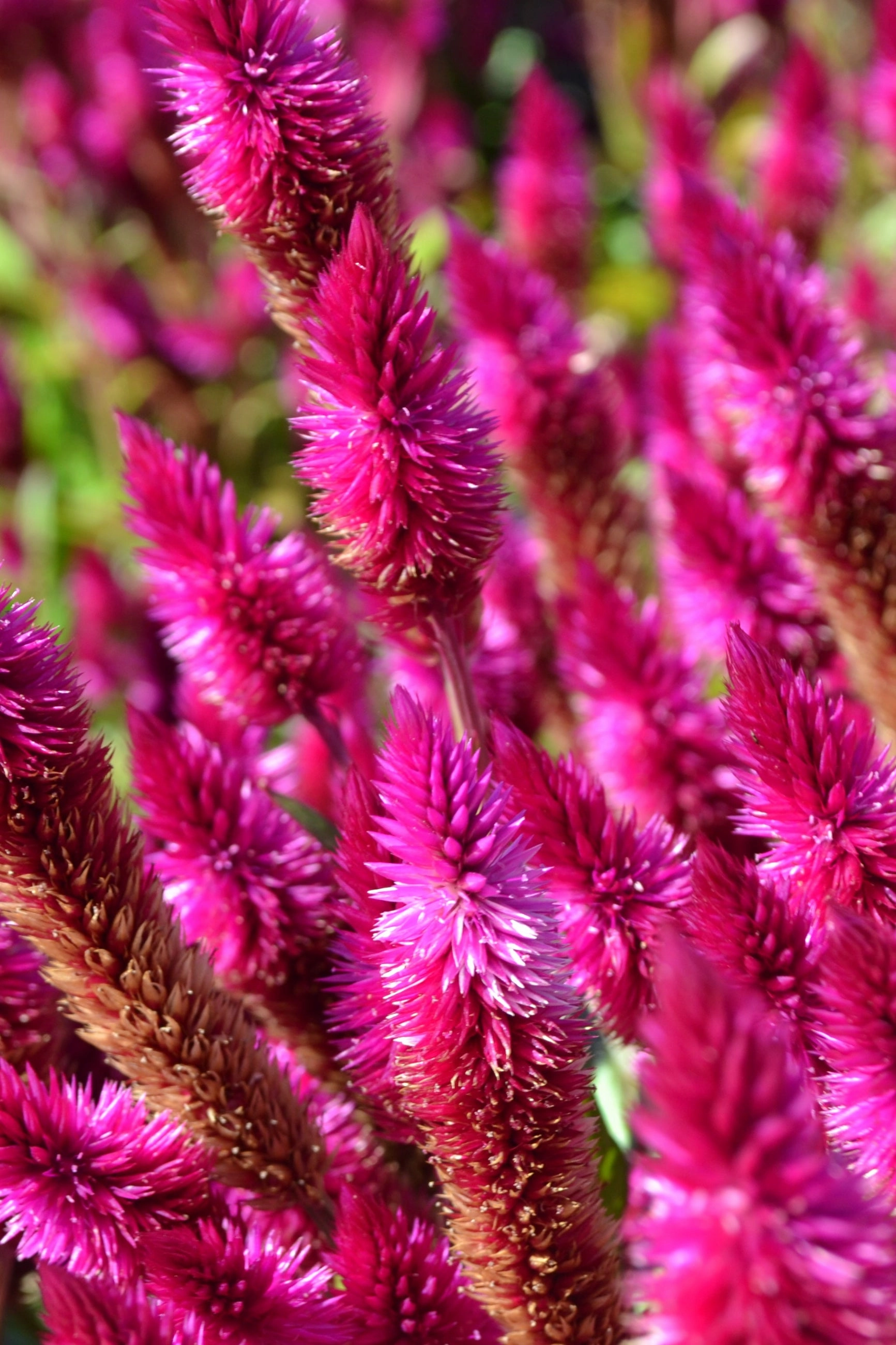 Celosia (Assorted) 4.5"