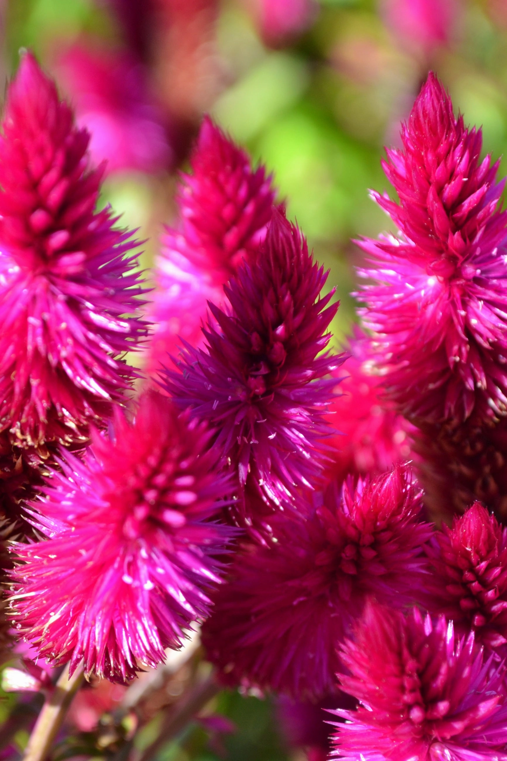 Celosia (Assorted) 4.5"