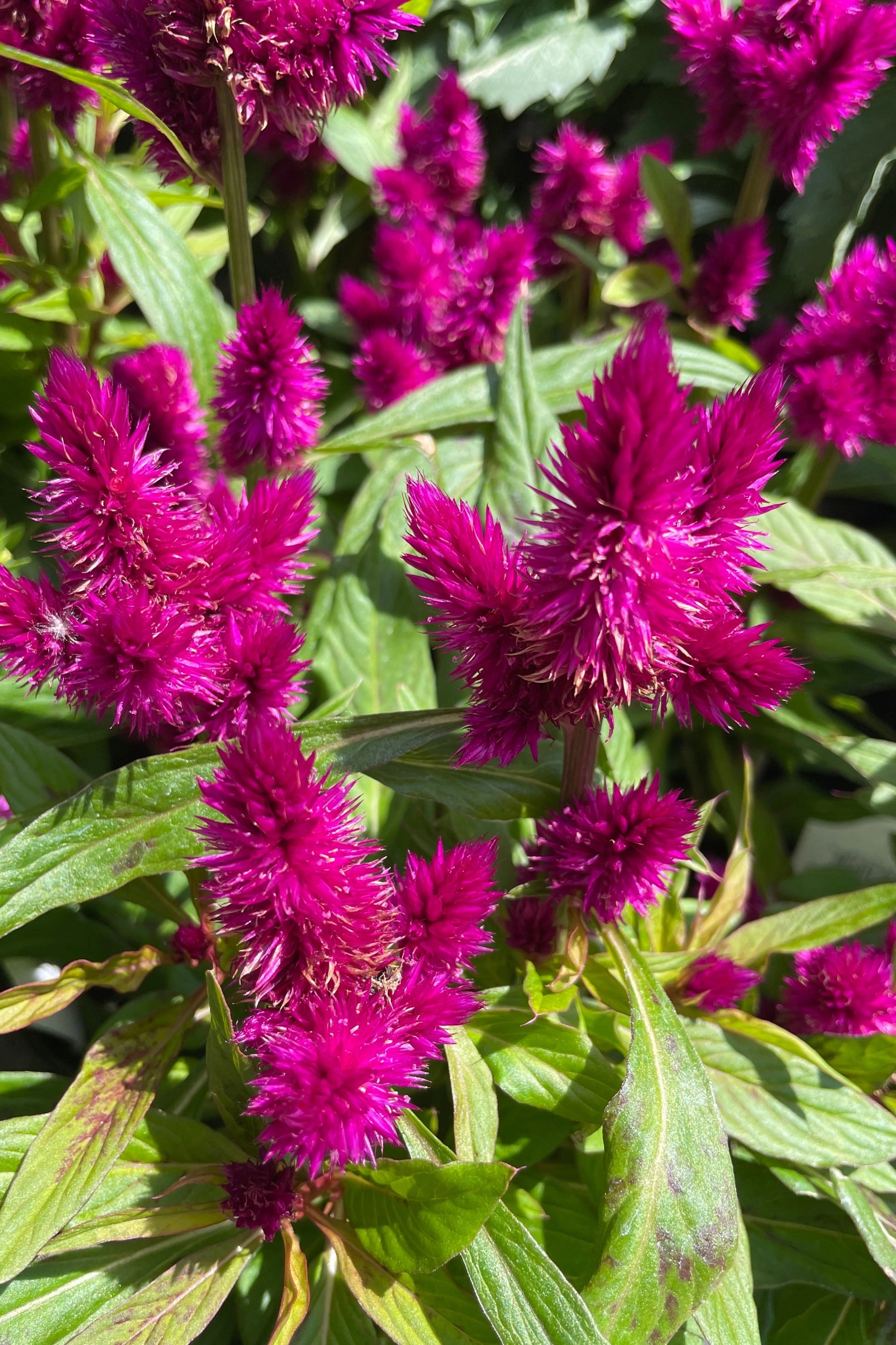 Celosia (Assorted) 4.5"
