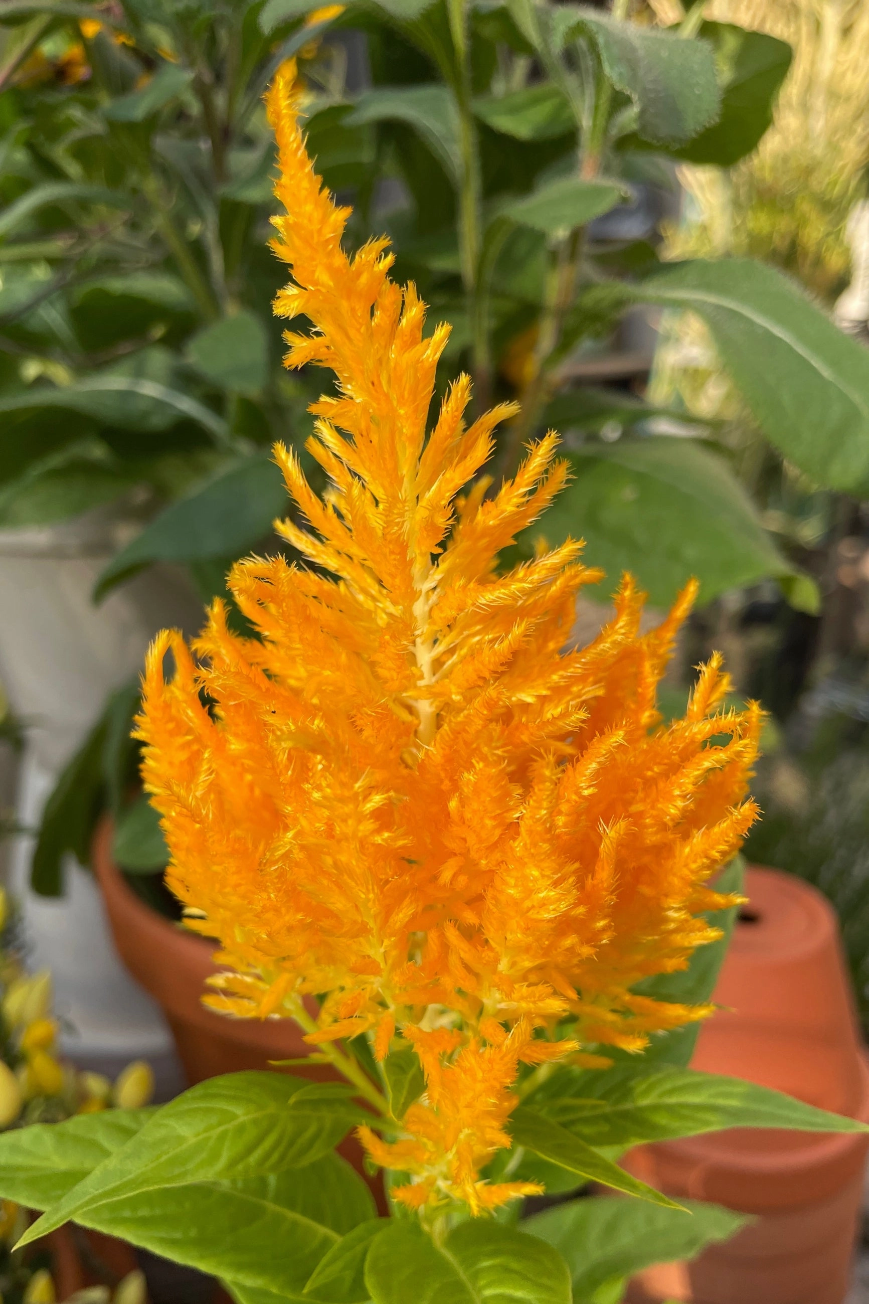 Celosia (Assorted) 4.5"