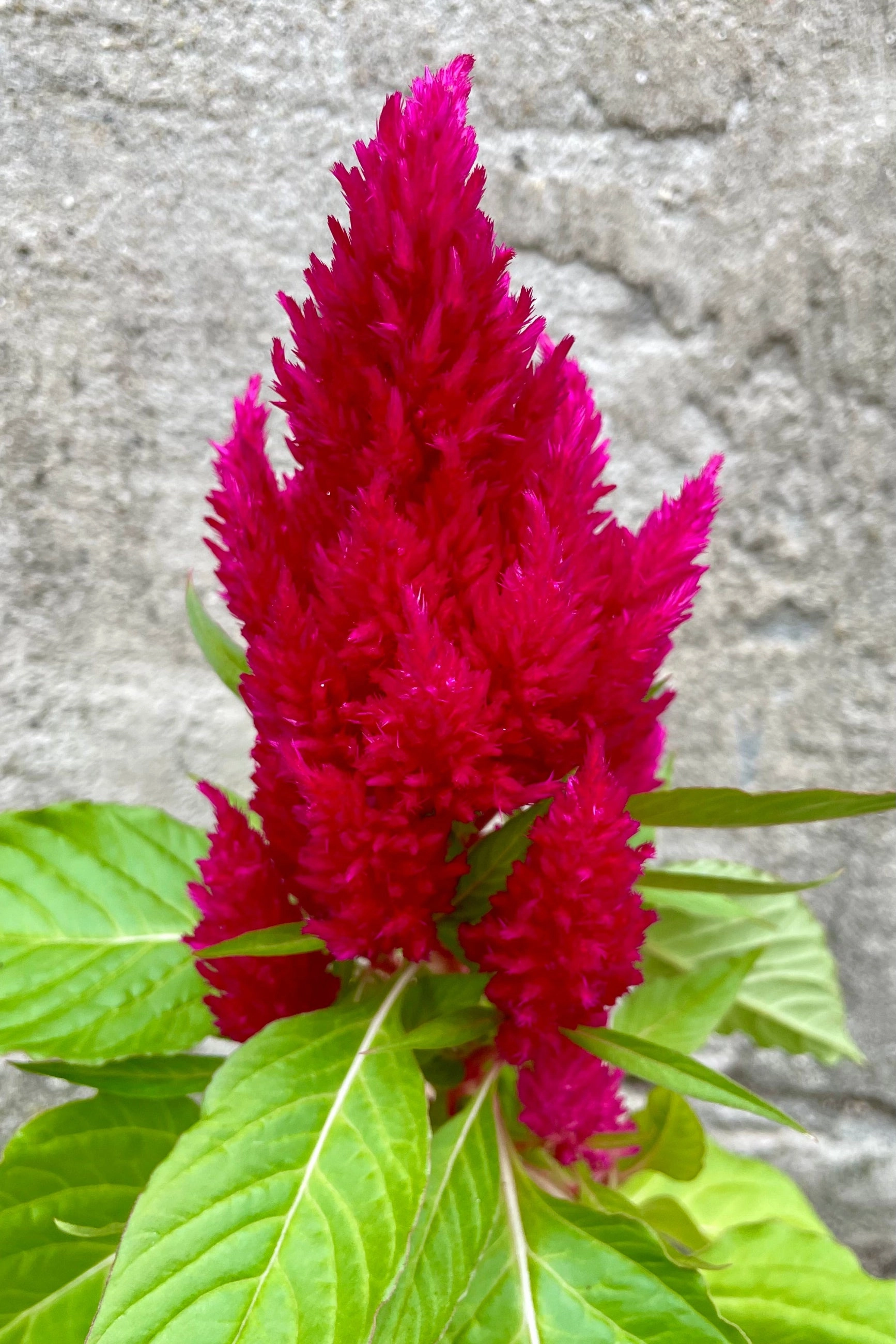Celosia (Assorted) 4.5"