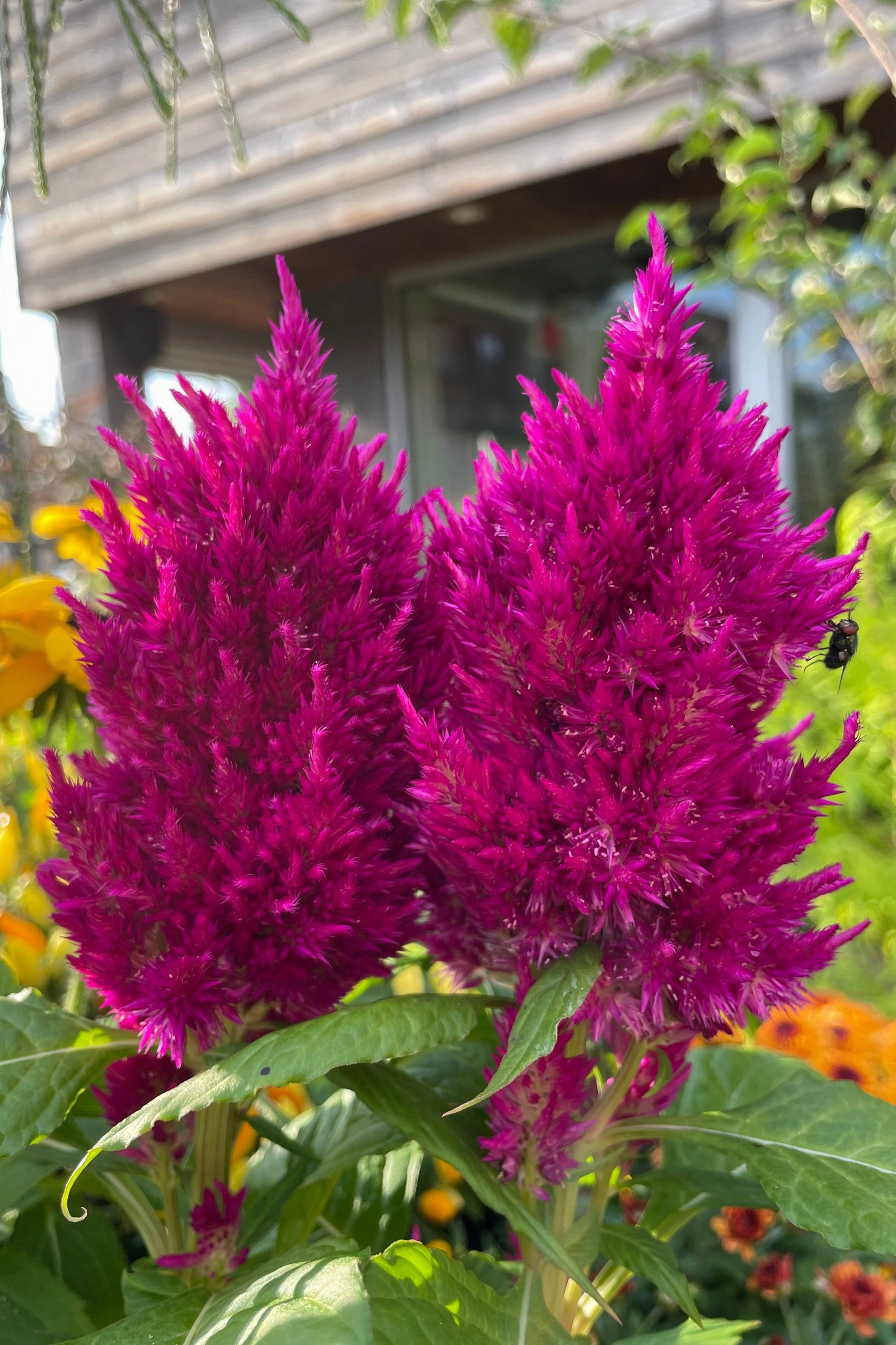 Celosia (Assorted) 4.5"
