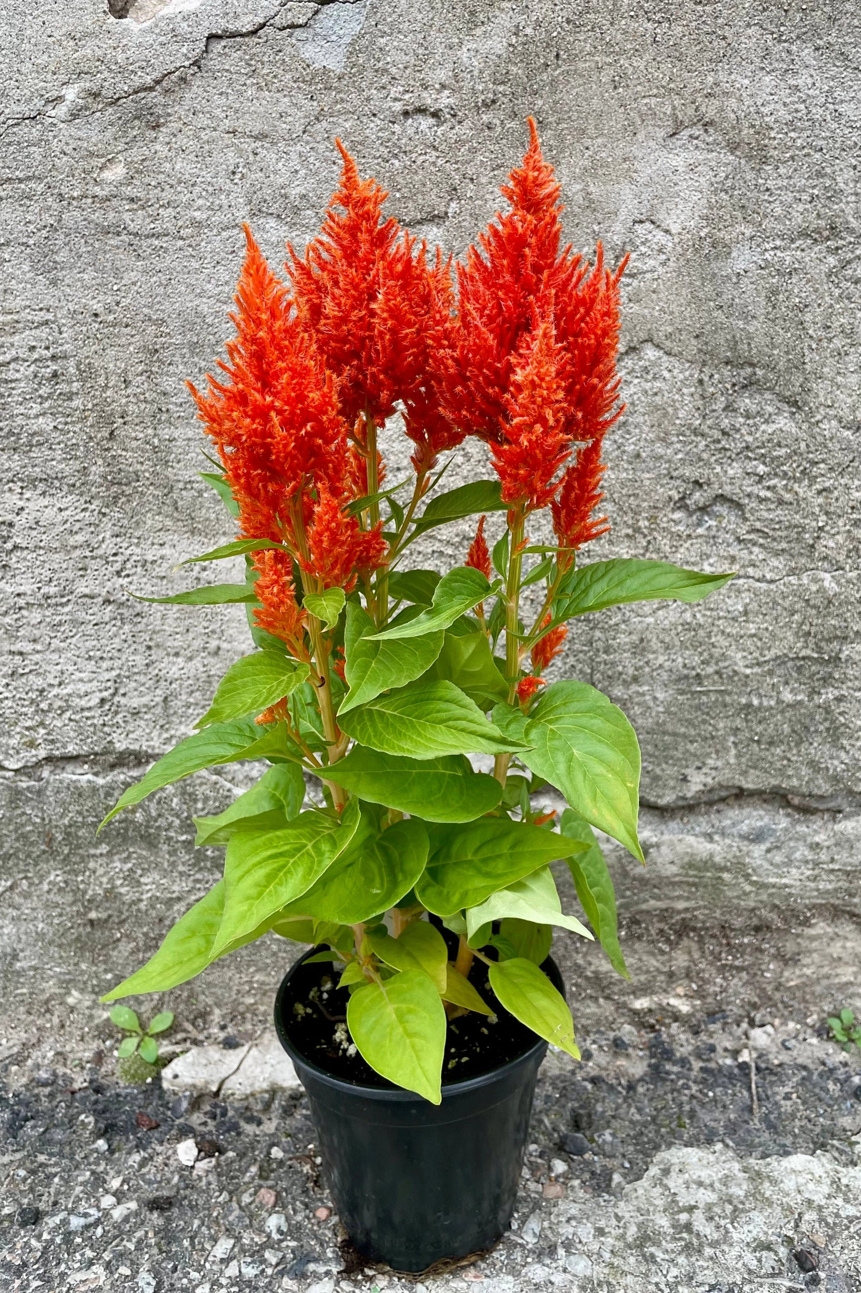 Celosia (Assorted) 4.5"