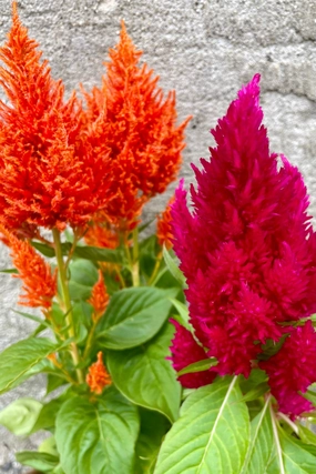 Celosia (Assorted) 4.5" decorative flowerpot  