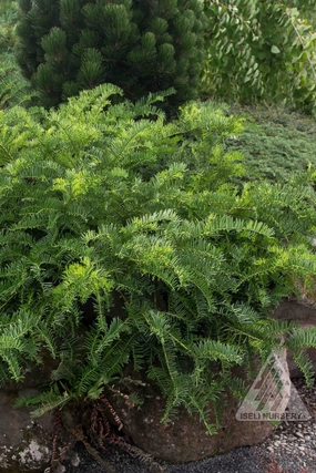 Cephalotaxus harringtonia 'Prostrata' #6 decorative flowerpot  